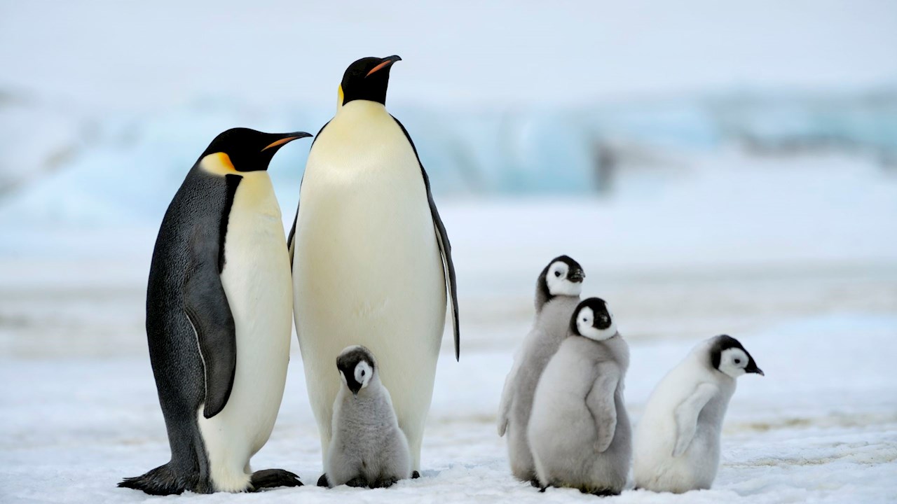 La care pol trăiesc pinguinii? | Quanswer