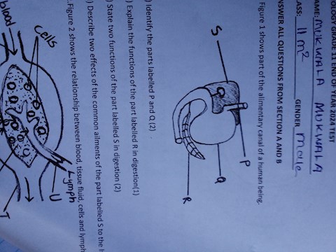 state-two-functions-of-the-liver-in-digestion