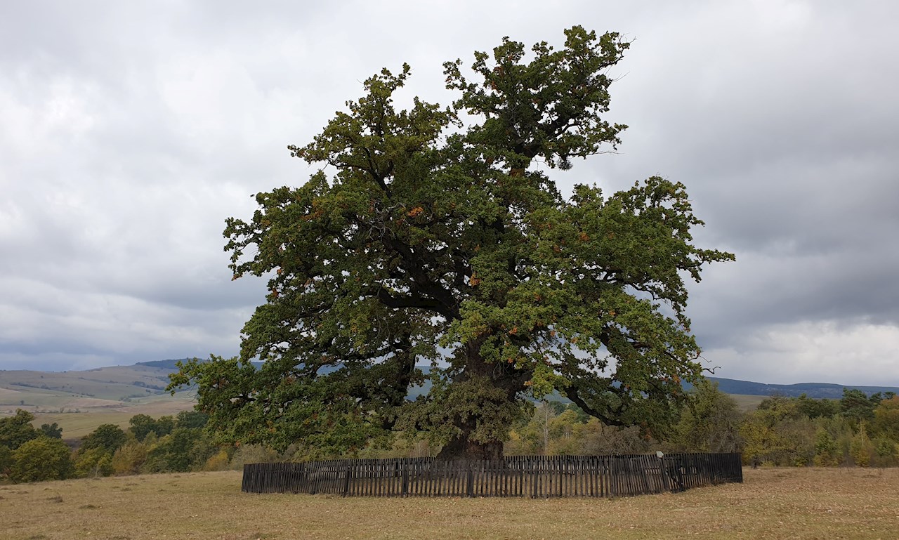 Câți ani are cel mai bătrân stejar din România?