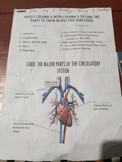 what-is-label-the-major-parts-of-the-circulatory-system