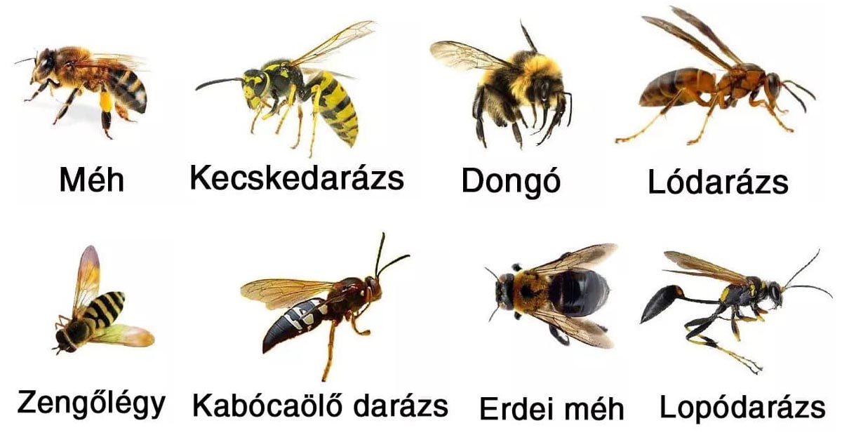 Mi a különbség a méh és a darázs között?