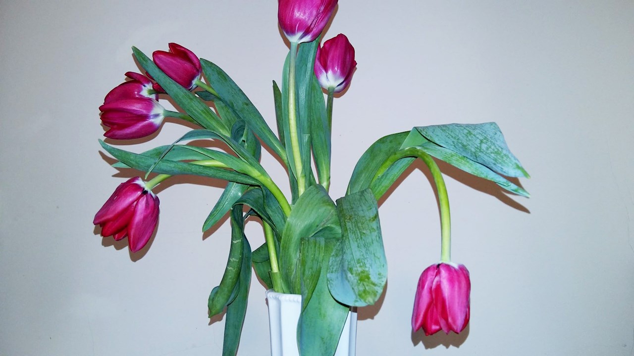 S.O.S. Vásároltam egy csokor tulipánt és egy óra múlva lehajlott. Mit tegyek?