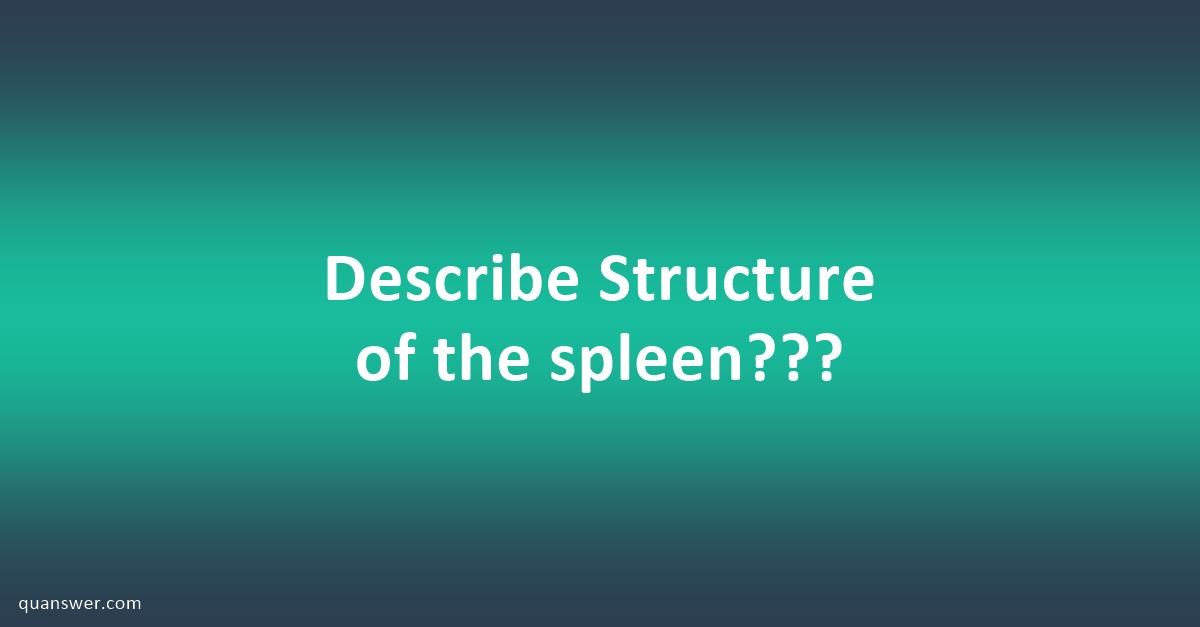 Describe Structure of the spleen??? - Quanswer