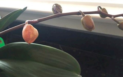 az-orchideam-dobja-le-a-bimboit-ez-mitol-van